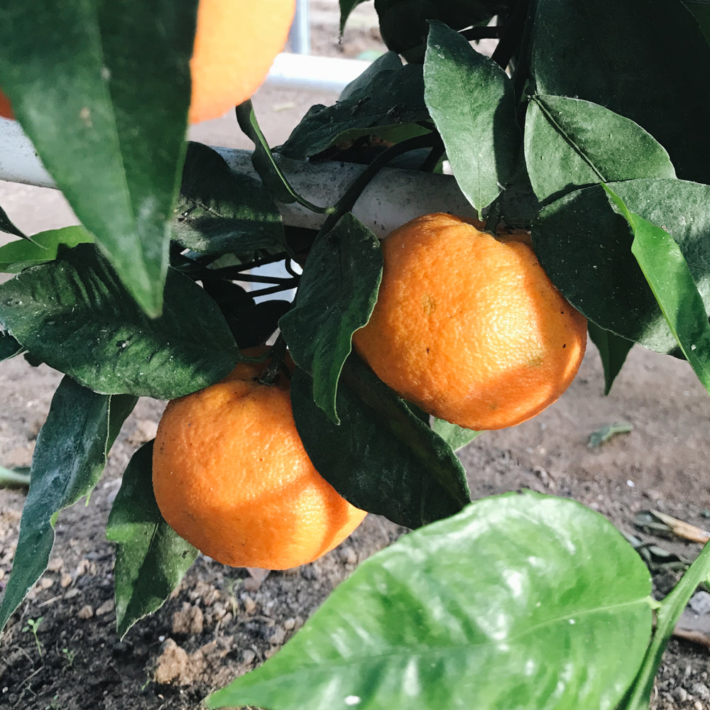 Warum kann man den Reifegrad bei Orangen oder Zitronen nicht an der Färbung der Schale erkennen?